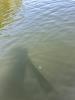 A jellyfish medusa floats at the surface of a lake.