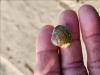 A small, gold-colored claim held out of water in a human hand.