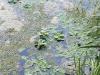 Pistia stratiotes