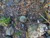 A green crab lays on the rocky shore of an intertidal area.