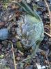 A green crab lays on the rocky shore of an intertidal area.
