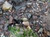 A green crab lays on the rocky shore of an intertidal area.