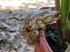 Cuban Treefrog at top of a flower pot