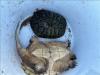 Red-eared Slider and Common Snapping Turtle in a bucket