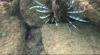 Pterois volitans/miles