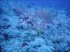 Underwater scene with white pulse coral and fishes