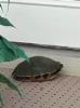 Turtle on a patio