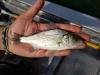 White Perch in hand