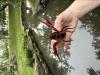Procambarus clarkii