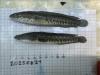 Two Northern Snakeheads on laminated quad-rule measuring grid