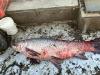 Large Black Carp on boat deck