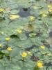 Nymphoides peltata