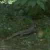 Varanus niloticus