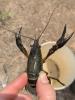 Procambarus clarkii