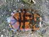 Trachemys scripta elegans