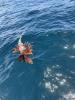 Lionfish suspended above water on fishing line