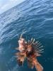 Lionfish suspended above water on fishing line