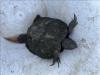 Trachemys scripta elegans