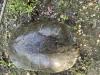 Trachemys scripta elegans