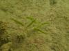 Halophila stipulacea