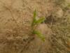 Halophila stipulacea