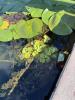 Pistia stratiotes with Nuphar sp.