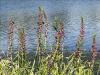 Lythrum salicaria
