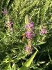 Purple loosestrife