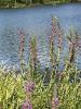 Purple loosestrife