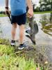 Child holding Pterygoplichthys catfish