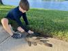 Child looking at three Pterygoplichthys catfish on sidewalk