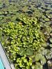 waterhyacinth mixed with water lilies