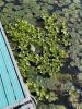 waterhyacinth mixed with water lilies