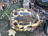 Trachemys scripta elegans