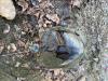 Trachemys scripta elegans