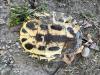 Trachemys scripta elegans