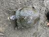 Trachemys scripta elegans