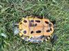 Trachemys scripta elegans