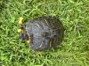 Trachemys scripta elegans