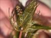 Eurasiain watermilfoil leaves and flower buds