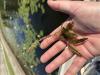 Eurasiain watermilfoil in hand