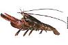 Homarus americanus