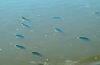 Nile Tilapia just beneath surface of the water