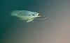 Nile Tilapia just beneath surface of the water