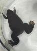 Xenopus tropicalis
