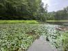waterchestnut in a pond with humans in a canoe