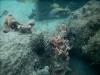 Pterois volitans/miles