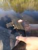 Vermiculated Sailfin Catfish in hand