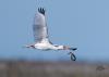 American White Ibis flying with Asian Swamp Eel held in its beak