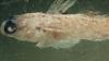 Left side view of preserved Round Goby